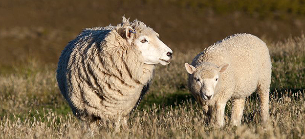 Schafe Ein Licht der Hoffnung