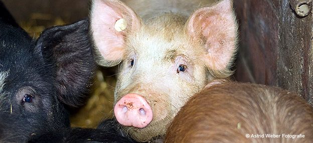 Spenden Tiere in Not Tierschutzgemeinschaft Stelliche Ein Licht der Hoffnung