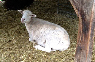 Tierschutzgemeinschaft e.V. in Stellichte Ein Licht der Hoffnung e.V.